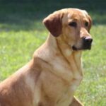 Stormy of TGK's Nebraska Pointing Labs