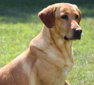 Stormy of TGK's Nebraska Pointing Labs