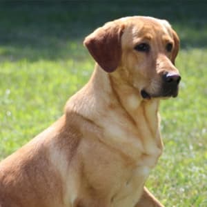 Stormy of TGK's Nebraska Pointing Labs