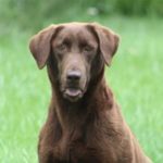 Yazhi TGK Nebraska Pointing Labs