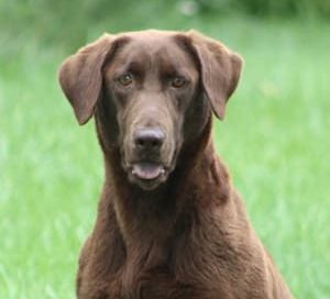 Yazhi TGK Nebraska Pointing Labs